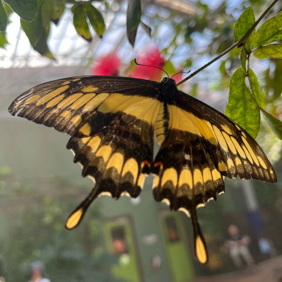 Meet your Posher, Emily - Picture 4 of 5